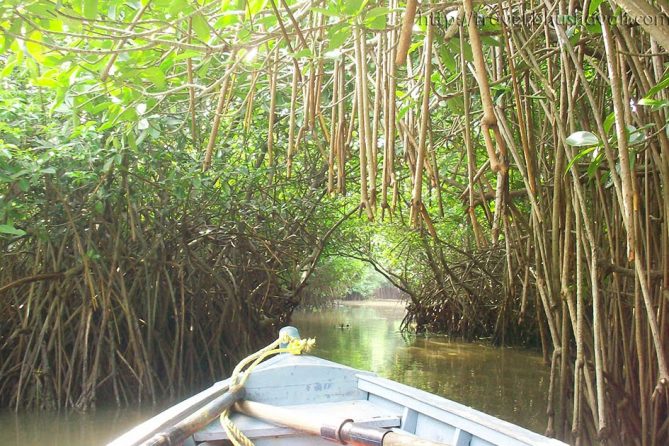 Bhushavali_My_Travelogue_Pichavaram_Mangrove_Boating (9) (1)